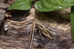 Oedaleus infernalis
