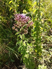 Chromolaena pulchella