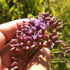 Chromolaena pulchella