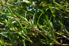 Maxillaria aggregata