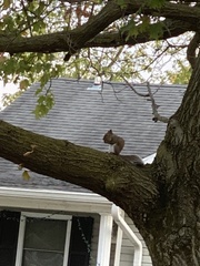 Sciurus carolinensis
