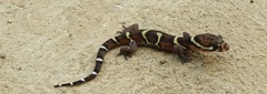 Coleonyx mitratus