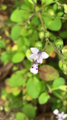 Trichostema nesophilum