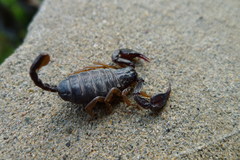 Euscorpius flavicaudis