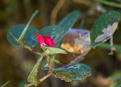 Macleania coccoloboides