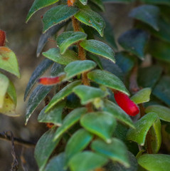 Sphyrospermum sodiroi