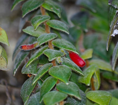 Sphyrospermum sodiroi