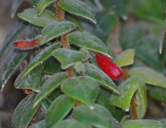 Sphyrospermum sodiroi