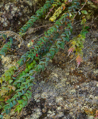 Sphyrospermum sodiroi