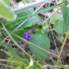 Scutellaria dumetorum