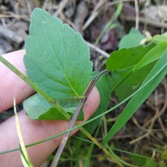 Scutellaria dumetorum