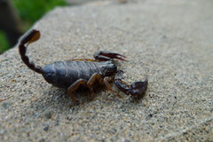 Euscorpius flavicaudis