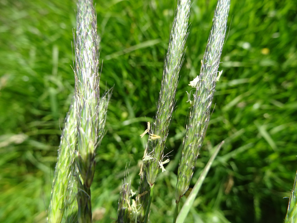 Black-grass