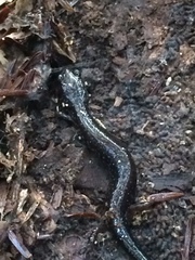 Plethodon cinereus