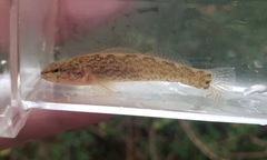 Etheostoma crossopterum