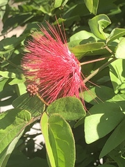 Calliandra tergemina