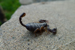 Euscorpius flavicaudis