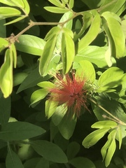 Calliandra tergemina