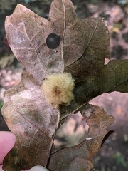 Callirhytis infuscata