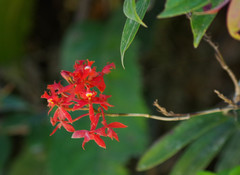 Epidendrum cochlidium