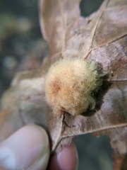 Callirhytis infuscata