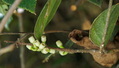 Macleania coccoloboides