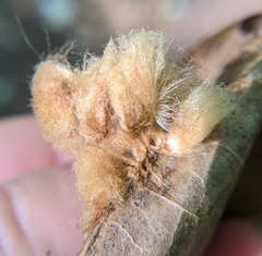 Callirhytis infuscata