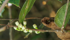 Macleania coccoloboides