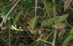 Macleania coccoloboides