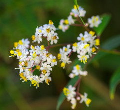 Miconia crocea