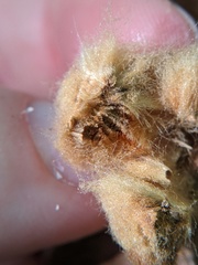 Callirhytis infuscata