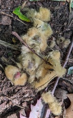 Callirhytis infuscata