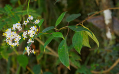 Miconia crocea