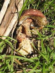 Boletus barragensis