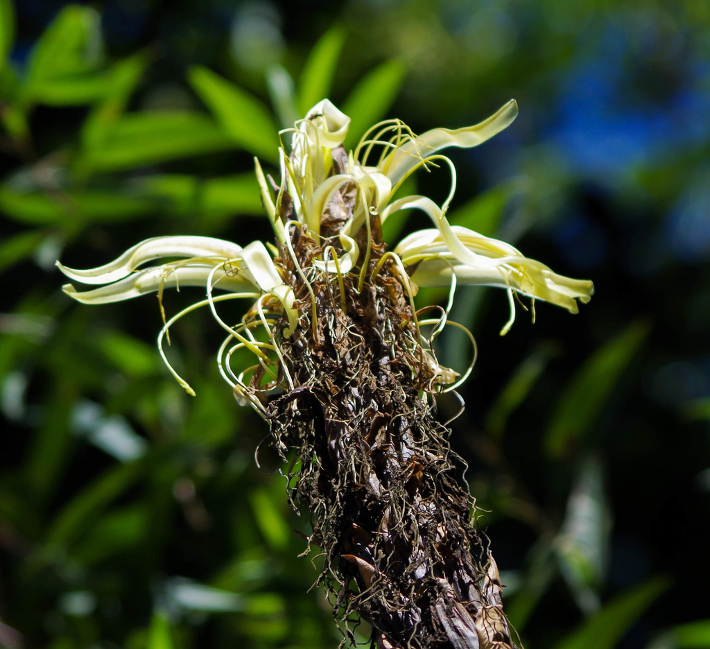 Pitcairnia fusca