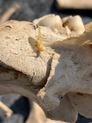 Stenacron interpunctatum heterotarsale