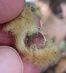 Callirhytis infuscata