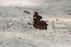 Kaniska canace nojaponicum