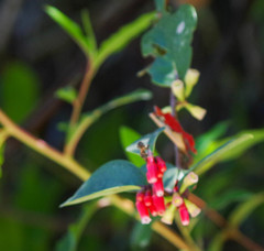 Macleania coccoloboides