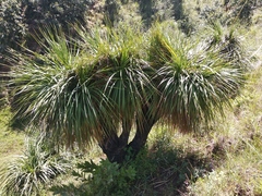 Nolina parviflora