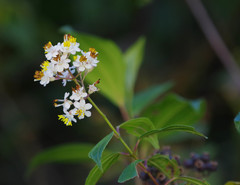 Miconia crocea
