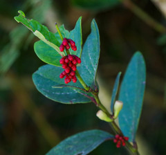 Macleania coccoloboides