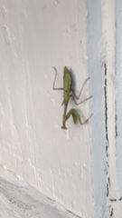 Stagmomantis carolina