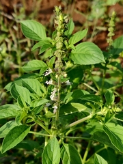 Ocimum tenuiflorum
