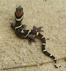 Coleonyx mitratus