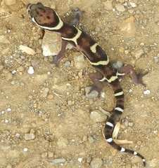 Coleonyx mitratus