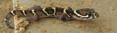 Coleonyx mitratus