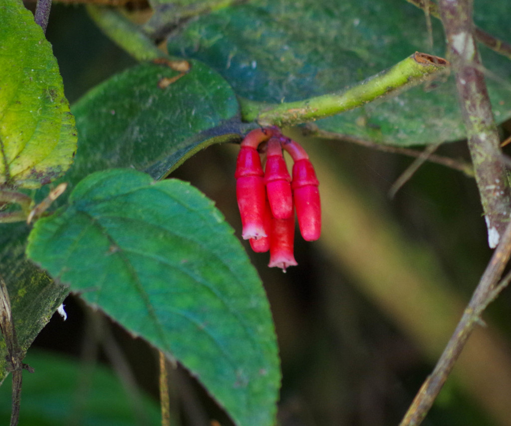 Macleania coccoloboides