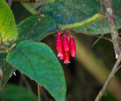 Macleania coccoloboides
