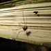 Paecilaema curvipes - Photo (c) Jason J. Dombroskie, algunos derechos reservados (CC BY-NC), subido por Jason J. Dombroskie
